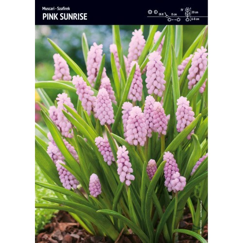 Szafirek Pink Sunrise Muscari Cebulka 1szt