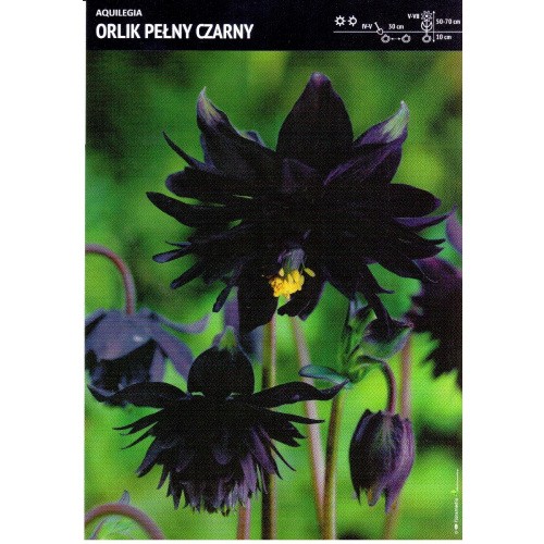 Aquilegia - Orlik Pełny Czarny 1szt.