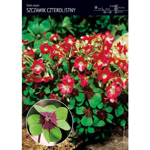 Oxalis Deppei - Szczawik Czterolistny Cebulka 20szt.