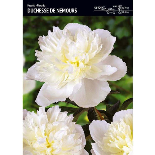 Piwonia Duchesse De Nemours Cebulka 1szt