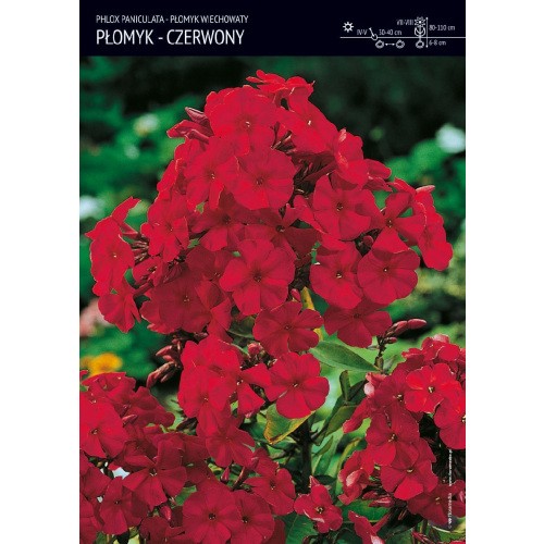 Phlox - Płomyk Wiechowaty Czerwony 1szt