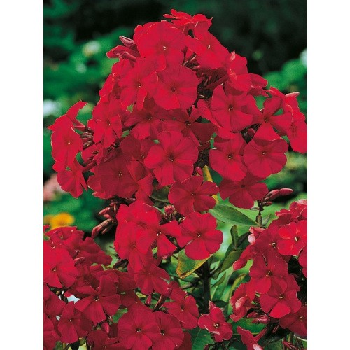 Phlox - Płomyk Wiechowaty Czerwony 1szt