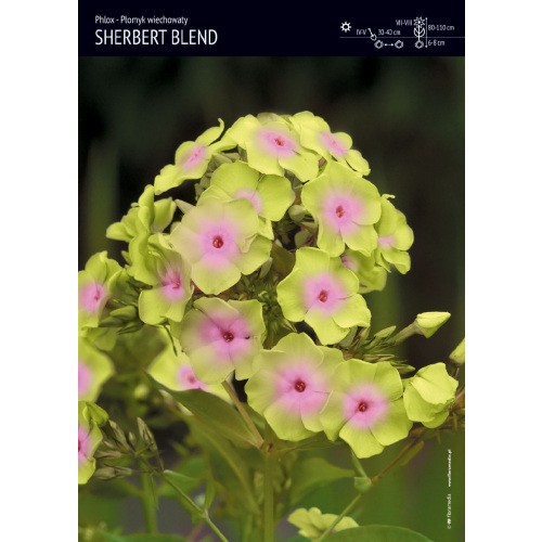 Phlox - Płomyk Wiechowaty Sherbet Blend 1szt