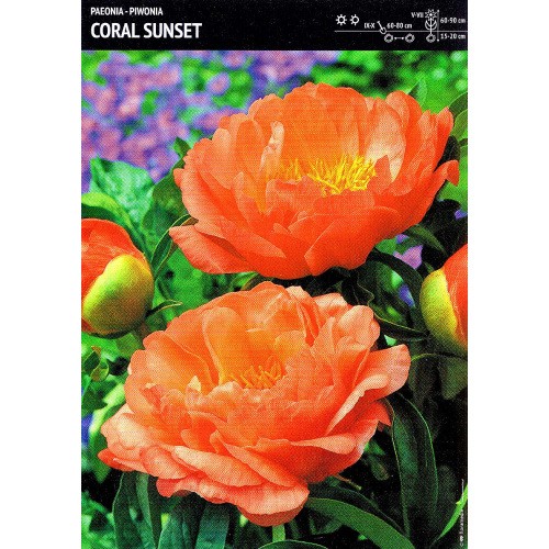 Piwonia Coral Sunset Cebulka 1szt