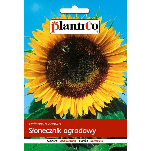 Słonecznik Ogrodowy Jadalny 10g PlantiCo