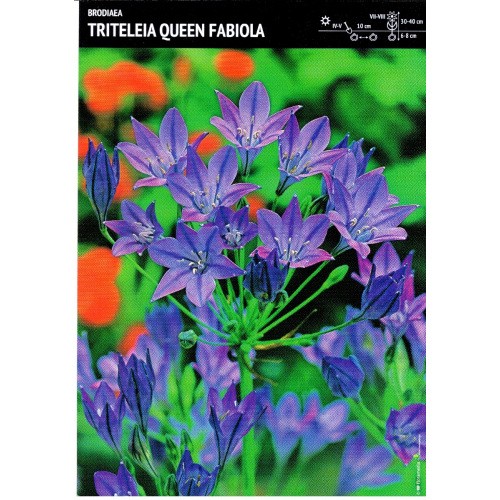 Brodiaea Queen Fabiola - Hiacynt Kalifornijski Cebulka 10szt.