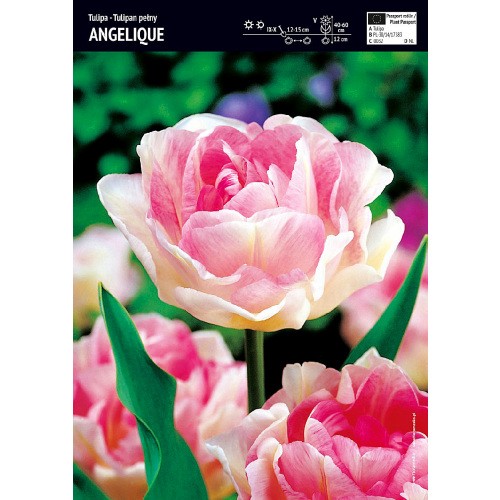 Tulipan Pełny Angelique 5szt