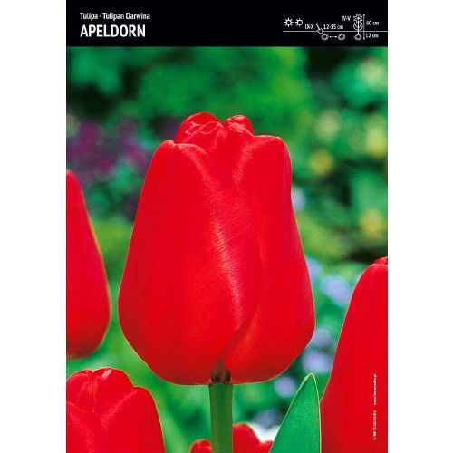 Tulipan Apeldorn Cebulka 5szt