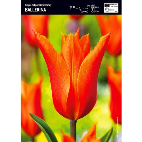 Tulipan Ballerina 5szt