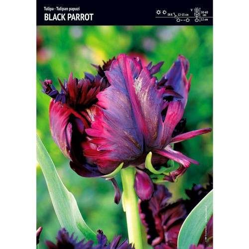 Tulipan Papuzi Black Parrot Cebulka 5szt