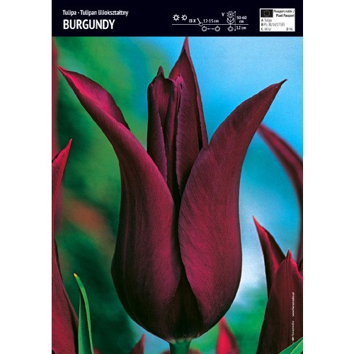 Tulipan Burgundy 5szt