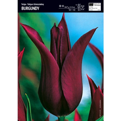 Tulipan Burgundy 5szt