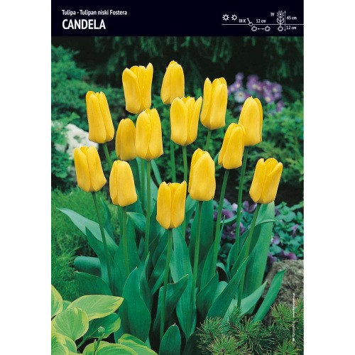 Tulipan Niski Candela Cebulka 5szt