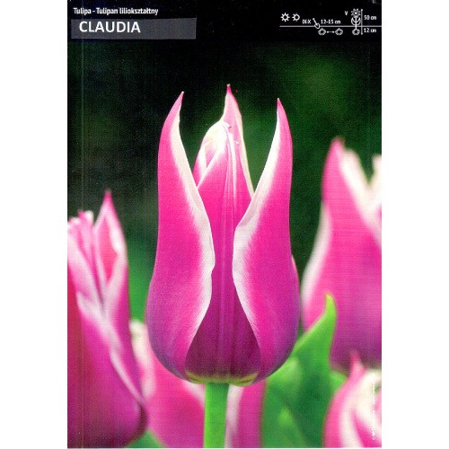 Tulipan Liliokształtny Claudia 5szt