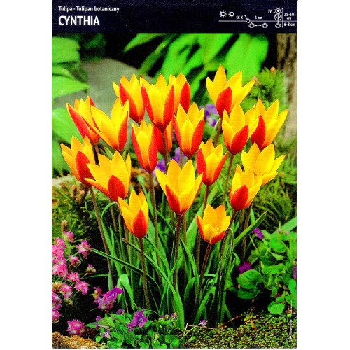 Tulipan Cynthia 5szt