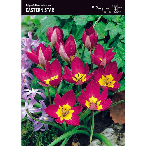 Tulipan Eastern Star 5szt