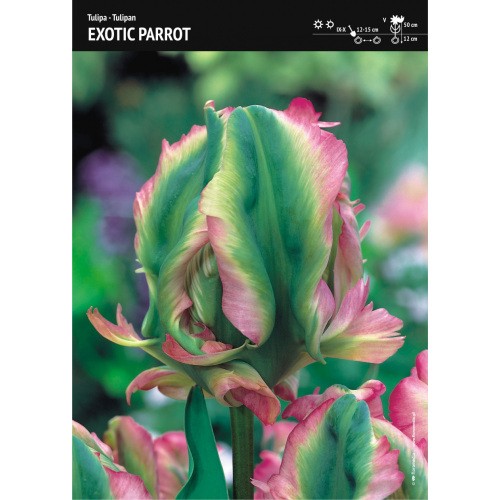 Tulipan Exotic Parrot Cebulka 5szt