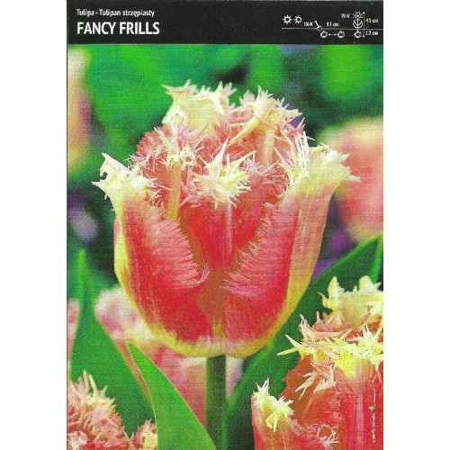 Tulipan Strzępiasty Fancy Frills 5szt