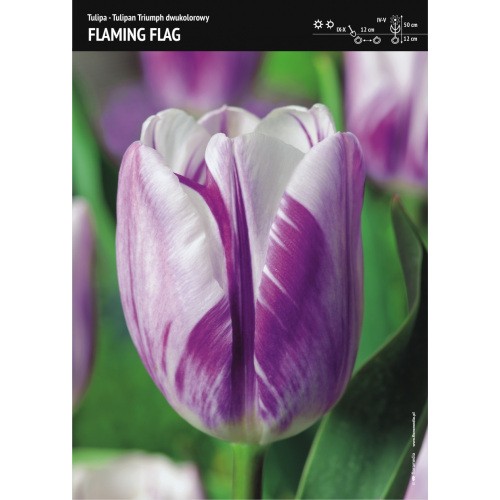 Tulipan Flaming Flag Dwubarwny Cebulka 5szt