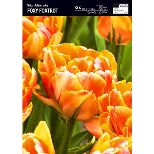Tulipan Foxy Foxtrot 5szt