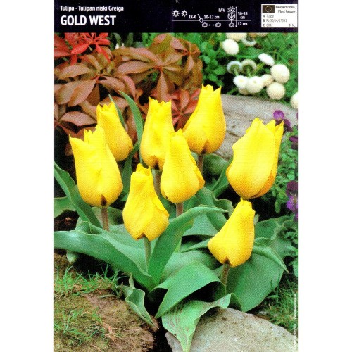 Tulipan Niski Greiga Gold West 5szt