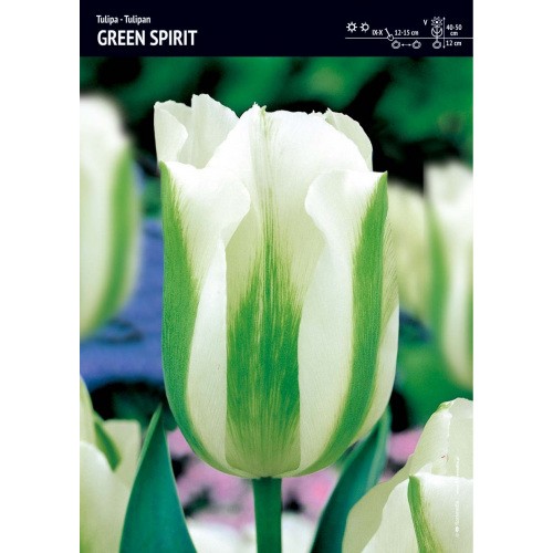 Tulipan Biało Zielony Spring Green Cebulka 5szt