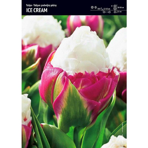 Tulipan Ice Cream Cebulka 1szt