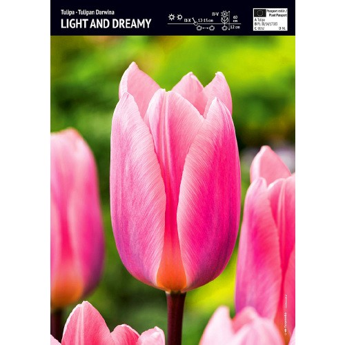 Tulipan Light and Dreamy 5szt