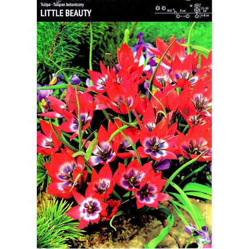 Tulipan Little Beauty 5szt