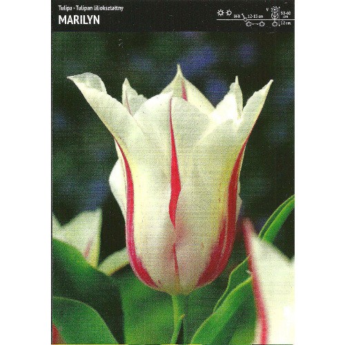 Tulipan Liliokształtny Marilyn 5szt