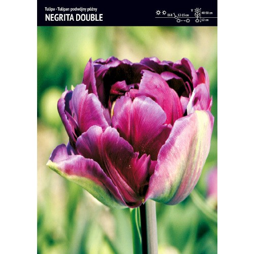  Tulipan Negrita Double Cebulka 5szt