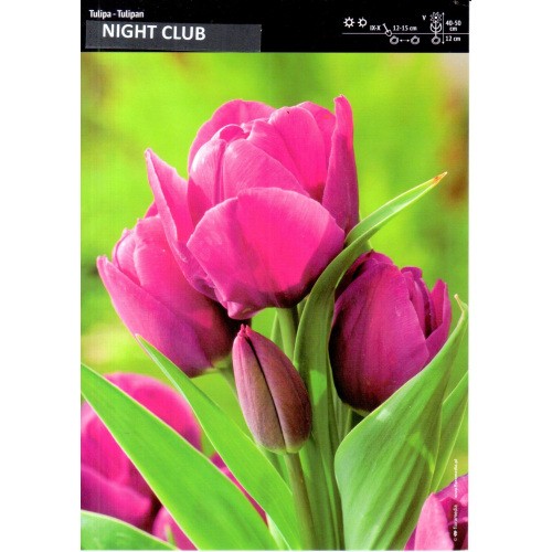Tulipan Fioletowy Night Club Cebulka 5szt