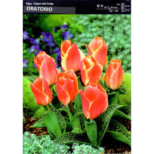 Tulipan Niski Greiga Oratorio 5szt