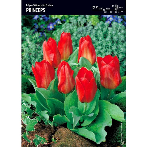 Tulipan Niski Princeps 5szt