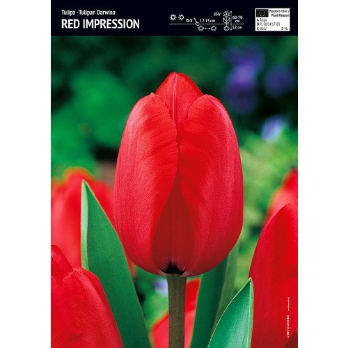 Tulipan Red Impression 5szt