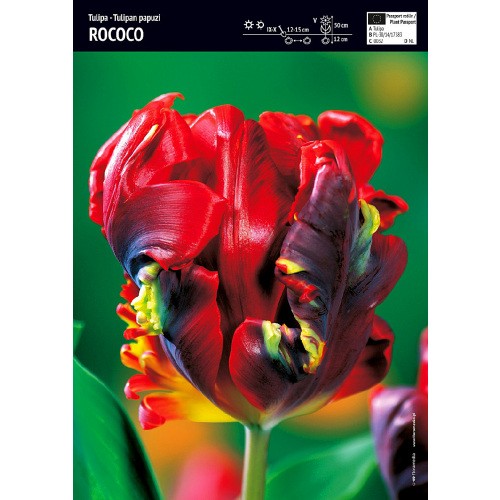 Tulipan Papuzi Rococo Cebulka 5szt