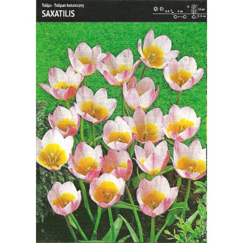 Tulipan Saxatilis 5szt