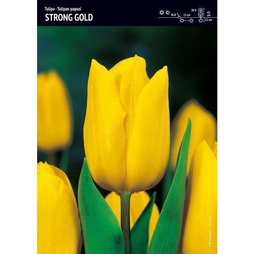 Tulipan Strong Gold Jaskrawożółty Cebulka 5szt