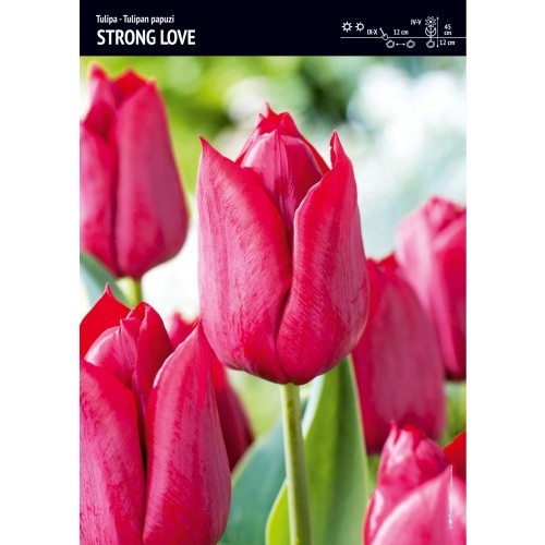Tulipan Strong Love Na Kwiaty Cięte Cebulka 5szt