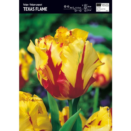 Tulipan Texas Flame