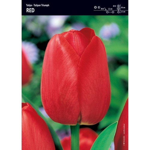 Tulipan Triumph Red Piękna Czerwień Cebulka 5szt 