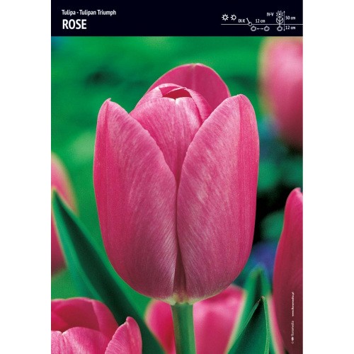 Tulipan Triumph Rose Niepowtarzalny Róż Cebulka 5szt