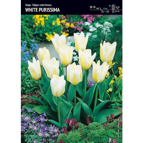Tulipan Niski White Purissima Cebulka 5szt
