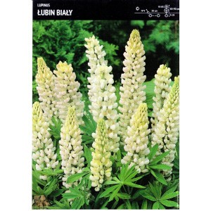 Lupinus - Łubin Biały 1szt.