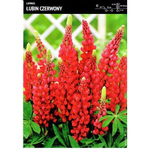 Lupinus - Łubin Czerwony 1szt.