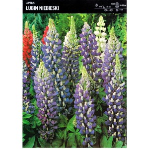 Lupinus - Łubin Niebieski 1szt.