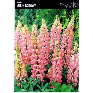 Lupinus - Łubin Różowy 1szt.