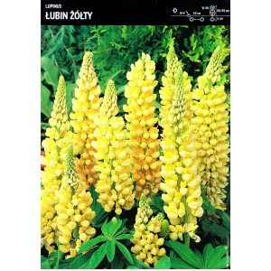 Lupinus - Łubin Żółty 1szt.