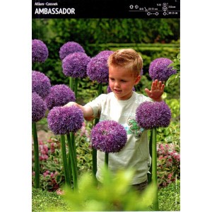Allium Czosnek Ambassador Cebulka 1szt