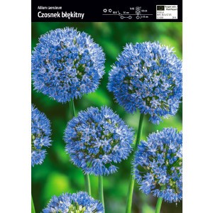 Allium Caeruleum Czosnek Błękitny Cebulka 10szt